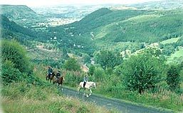 horses in thehills.jpg